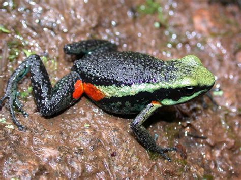 Perú reitera su voluntad de salvaguardar sus áreas naturales protegidas ...