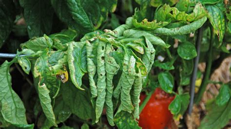 Tomato Plant Upper Leaves Curling Up - Okejely Garden Plant