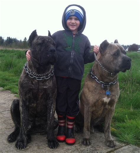 Best 25+ Mastiff mix ideas on Pinterest | Great mastiff, Great dane mix and Brindle great dane