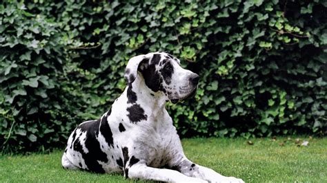 Harlequin Great Dane: Characteristics, Temperament, and Care – PawSafe