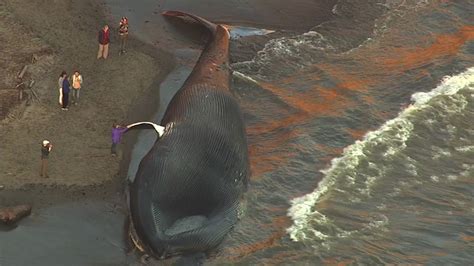 VIDEO: Massive blue whale washes ashore in California - ABC11 Raleigh-Durham