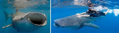 web oficial de Valeria Ardante: Descubriendo al Tiburón Blanco