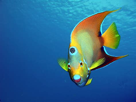 5 colorful fish you will see while snorkeling the Mexican Caribbean