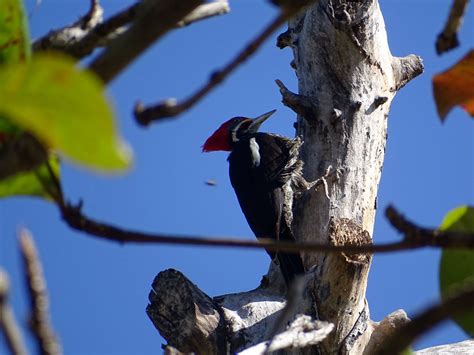 Wildlife of the Pantanal