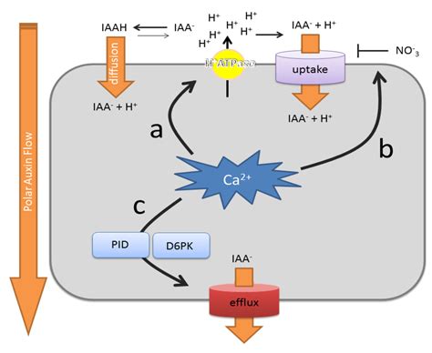 Plants | Special Issue : Calcium Signaling in Plants