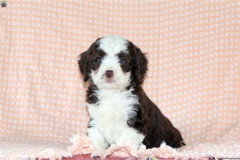 Florence - Springerdoodle Puppy For Sale in Pennsylvania