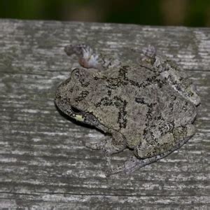 Gray treefrog - Facts, Diet, Habitat & Pictures on Animalia.bio