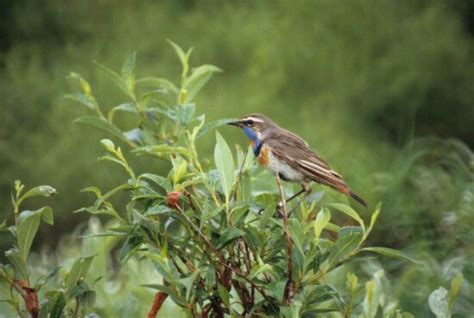 Free picture: bluethroat, male, bird