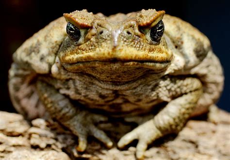 Cane Toad: Facts, Characteristics, Habitat and More - Animal Place