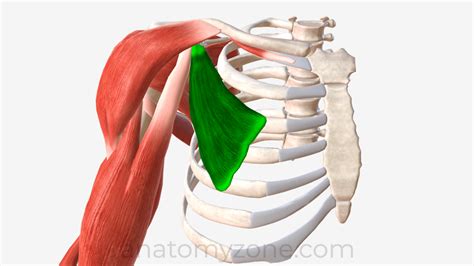 Pectoralis Minor Muscle - Origin, Insertion, Action, 3D Model | AnatomyZone