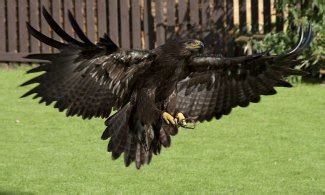 Steppe Eagle - Aquila nipalensis | The Eagle Directory