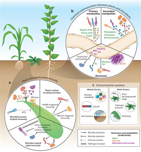 Review. The plant microbiome: From ecology to reductionism and beyond (Annu. Rev. Microbiol ...