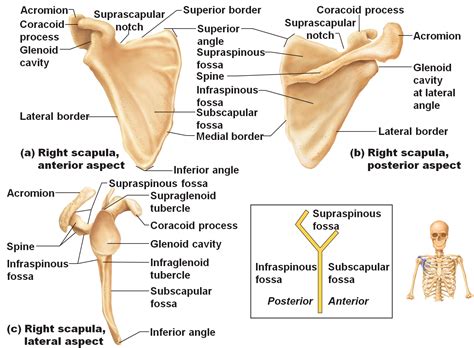 Flashcards - Human and Cat skeleton - | Muscle anatomy, Anatomy bones, Anatomy organs