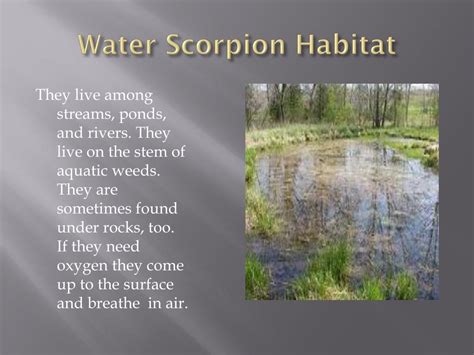 PPT - Water Scorpions and Deer Flies PowerPoint Presentation, free ...