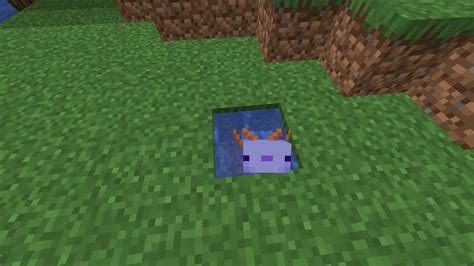 There is a chance 0.083% you can spawn blue axolotl. My friend spawn it on 3rd time :] : Minecraft