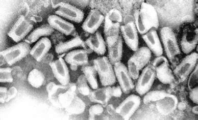 Rabies Virus Antigens - Creative Diagnostics