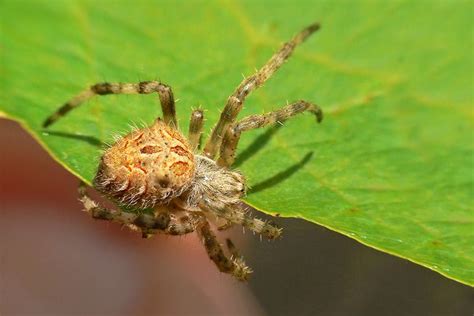 Australian Garden Orb Weaver Spider - Eriophora transmarina - Arachnid Pictures