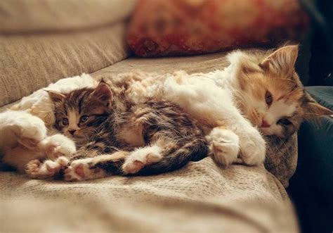 sleeping kitty with mom! Cute Cats And Kittens, Baby Cats, Kittens Cutest, Baby Kitty, Kitty ...