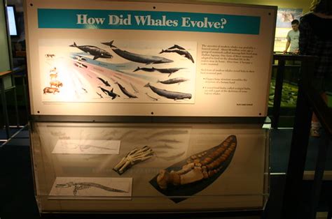 Whale Evolution - Comparitive Anatomy | Taken at the Pacific… | Flickr