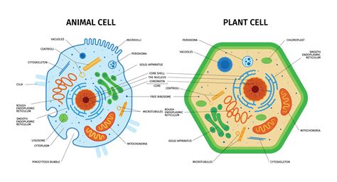 Animal Cell Diagram And Plant Cell Diagram Worksheet Labeling ...