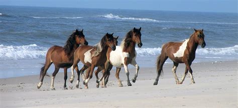 Assateague's Wild Horses - Assateague Island National Seashore (U.S. National Park Service)