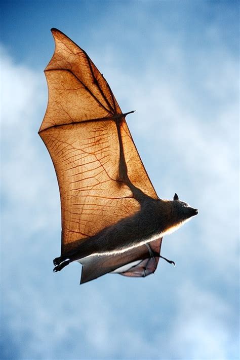 The Animal Blog — flying fox / bat