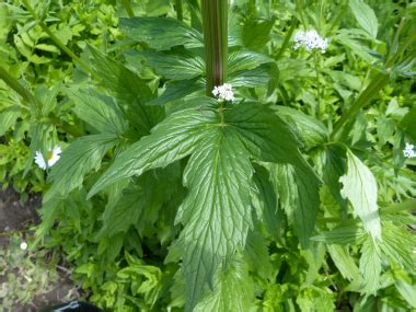 Valerian: Pictures, Flowers, Leaves & Identification | Valeriana ...