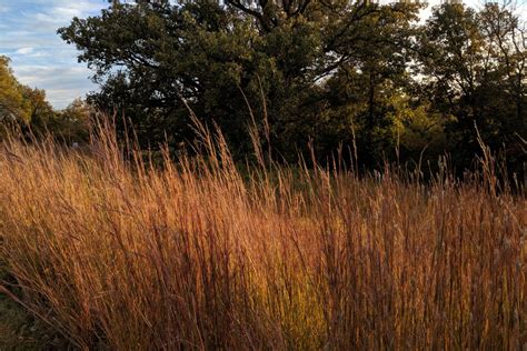 The Fiery Hues of the Prairie Grasses in Autumn - Blog - Pottawattamie Conservation