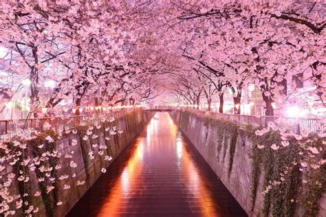 Fond D'écran Japon Sakura