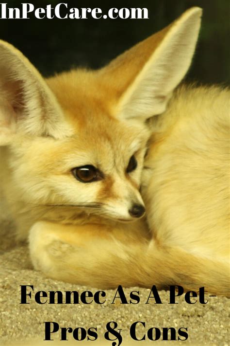 Fennec As A Pet | Fennec fox pet, Cute wild animals, Pets