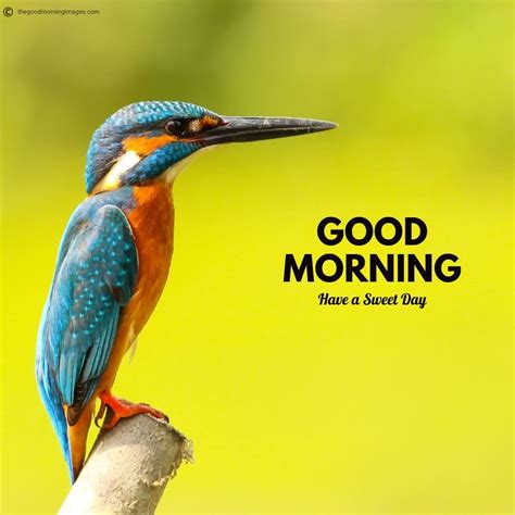 50+ Best Good Morning Birds Images To Wish Anyone