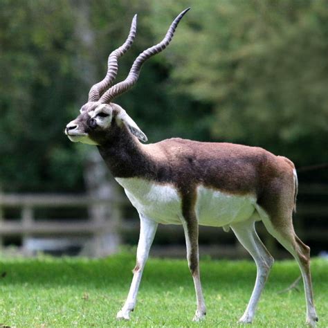 Blackbuck (Antelope)