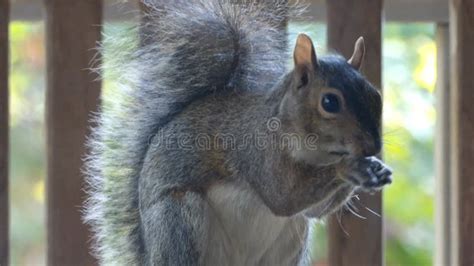 Squirrel Eating Bird Seed on Table Stock Footage - Video of bird, birds: 241753168