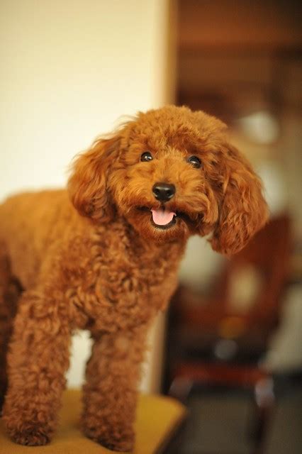 Toy Poodle Chocolate | Flickr - Photo Sharing!