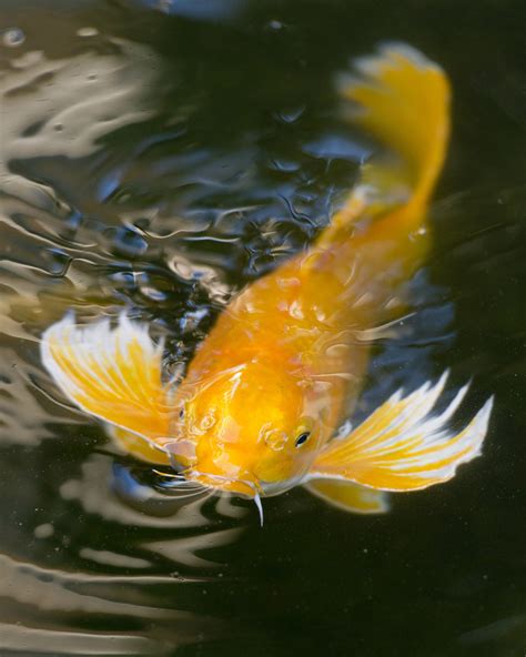 Koi Fish Gallery — Koi Story