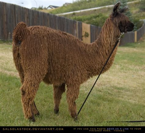 Suri Alpaca 4 by SalsolaStock on DeviantArt