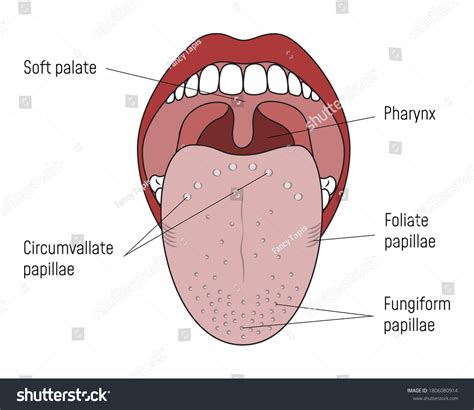 Enlarged Papillae