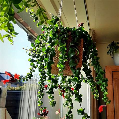 Perfect Flowery Plant Ideas for Indoor Hanging Gardens