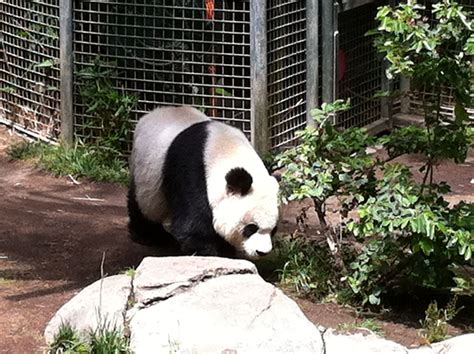 Panda at the San Diego Zoo San Diego Zoo, Panda Bear, Animal Pictures, Photos, Animals, Pictures ...