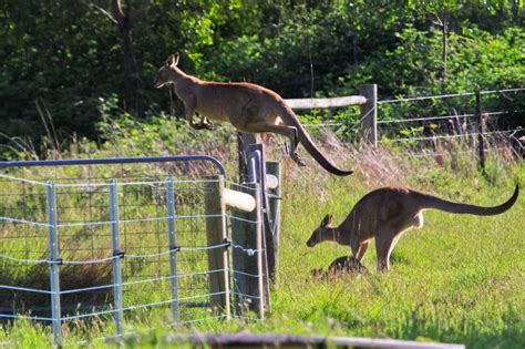 Kangaroos Jumping High stock photo. Image of australia - 44790530