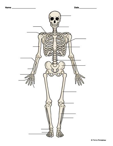 Human Skeleton Diagram - Tim's Printables