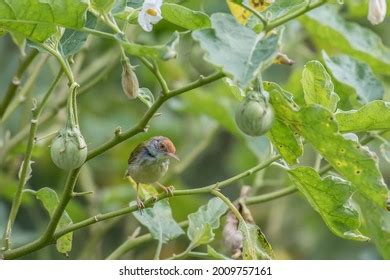 264 Tailorbird Nest Images, Stock Photos & Vectors | Shutterstock