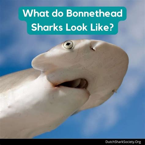 Bonnethead Shark Info Guide - Dutch Shark Society