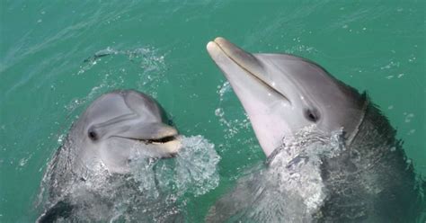 Classical music and dolphin behavior | Noldus