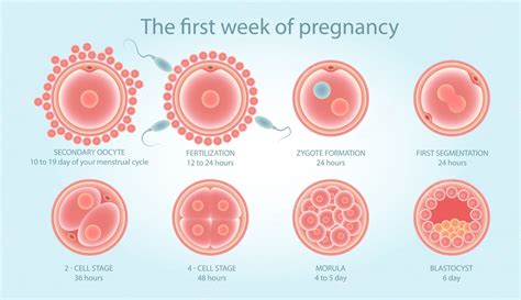 Premium Vector | Medical poster about cell division. Stages of fetal development.