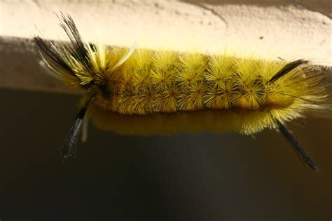 nature tales and camera trails: A Banded Tussock Moth caterpillar for Mellow Yellow Monday