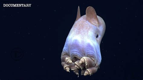 Mariana Trench | The Deepest & Most Unexplored Place On The Planet Weird Sea Creatures, Alien ...