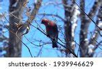 Bird perched on a high branch image - Free stock photo - Public Domain photo - CC0 Images