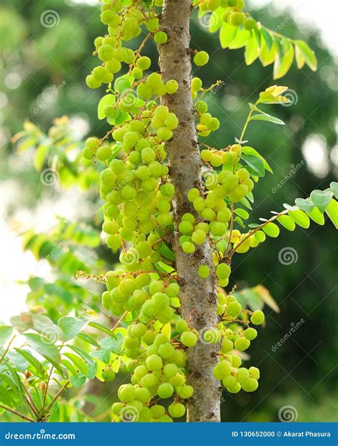 Star Gooseberry Fruit. Phyllanthus Acidus, Known As the Otaheite Gooseberry , Star , Damsel ...