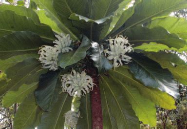 Cyanea superba (Cham.) Gray (Campanulaceae) growing on O'ahu. | Download Scientific Diagram